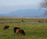 Highland Cattle near Loch Leven 9T076D-005